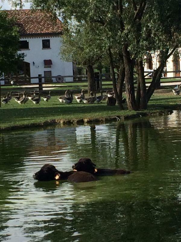 Il Selgaro Agriturismo Hotel Zelarino ภายนอก รูปภาพ